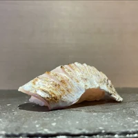 画像1180